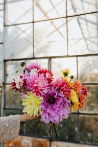 Kaboompics - Beautiful colorful dahlia flowers
