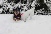 Kaboompics - Two small dogs are playing on fresh snow