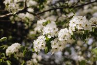 Kaboompics - Spring Awakening: A Symphony of Blooms and Fresh Beginnings
