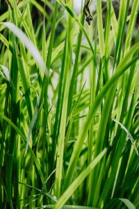 Kaboompics - Green grass