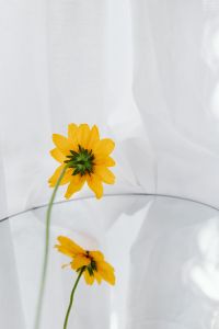 Kaboompics - Neutral backgrounds - flowers in vases
