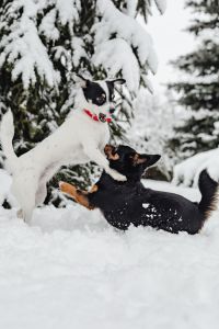 Kaboompics - Two small dogs are playing on fresh snow