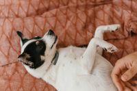 Kaboompics - Little dog on the bedding