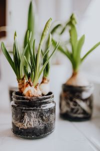 Kaboompics - Hyacinths and Muscari planted in jars