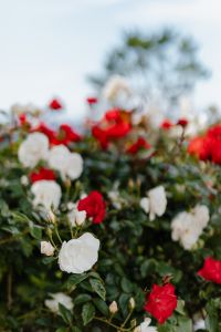Kaboompics - White and red roses