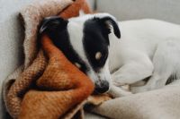 Kaboompics - Black and white dog - puppy - sleeping
