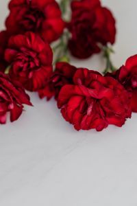 Carnation Backgrounds