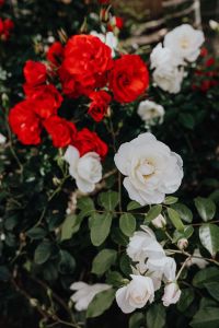 Kaboompics - Red and white rose