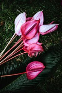 Kaboompics - Anthurium and Sago Palm