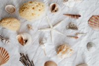 Kaboompics - Seashells - white background
