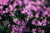Kaboompics - Pink flowers blooming in spring