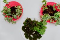 Kaboompics - Building Rainforest Terrarium in a Jar
