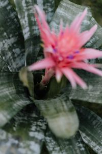 Kaboompics - Flowering pot plant Aechmea