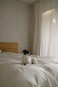 Relaxed Pet in Sunlit Bedroom: Cozy Home Interiors with Dog