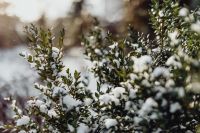 Kaboompics - Boxwood covered with fresh snow
