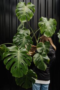 Kaboompics - A large monstera plant in a pot