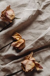 Kaboompics - Dried rose on linen fabric - a neutral aesthetic