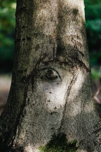 Kaboompics - Tree with eye