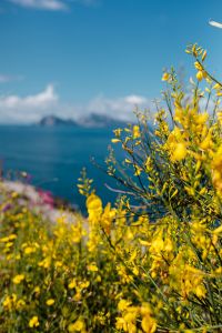 Kaboompics - Yellow Genista radiata flowers