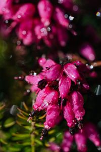 Kaboompics - Spring heath