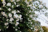 Kaboompics - False jasmine, mock-orange, Philadelphus in bloom