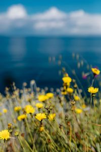 Kaboompics - Wild flowers from Amalfi Coast