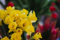 Kaboompics - Beautiful yellow flowers
