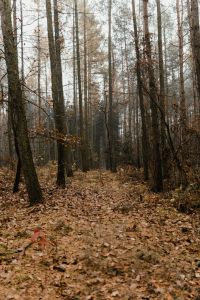 Kaboompics - Autumn walk to the forest in foggy weather