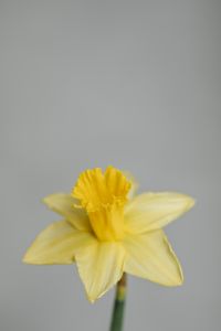 Kaboompics - Close-up of a yellow daffodil flower
