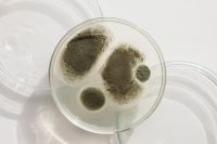 Kaboompics - Different types of mold grown in Petri Dish - Home DIY lab - Bacterial Culture