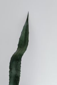Agave leaf - minimalist interior