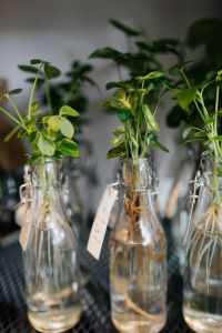 Kaboompics - Plants in bottle