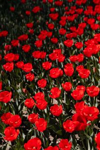 Red tulips flowers