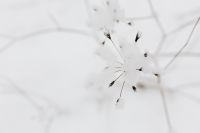 Kaboompics - Snow on dry twigs