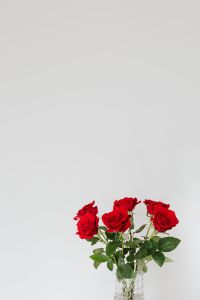 Kaboompics - Red Roses