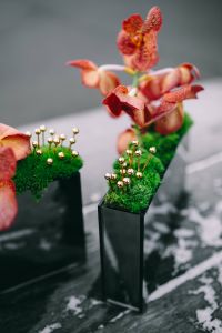 Kaboompics - Miniature ornamental plants in rectangular boxes