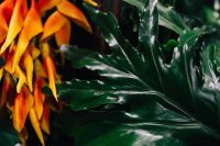 Kaboompics - Close-ups of green plant leaves