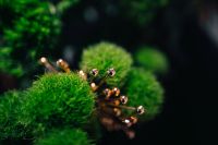 Kaboompics - Close-ups of green plants