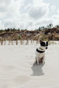 Kaboompics - Small dogs on the beach - mixed-breed dogs