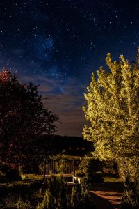 A trees under the starry sky