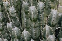 Kaboompics - Mixed cacti and succulents