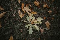 Kaboompics - Autumn leaves on the ground