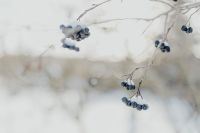Kaboompics - Chokeberry on the branch covered with snow