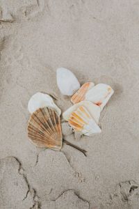 Kaboompics - seashells on the beach