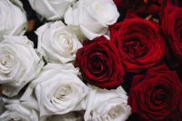 Kaboompics - White And Red Roses Bouquet
