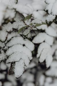 Kaboompics - Branches covered with fresh snow