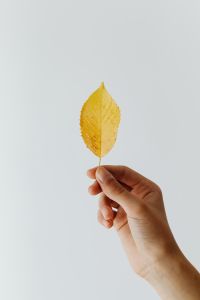 Kaboompics - A young girl holds a yellow leaf