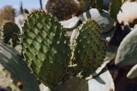 Big green prickly pear, cactus, opuntia