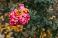 Kaboompics - Pink flower in an autumn garden
