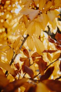 Yellow leaves of magnolia in autumn